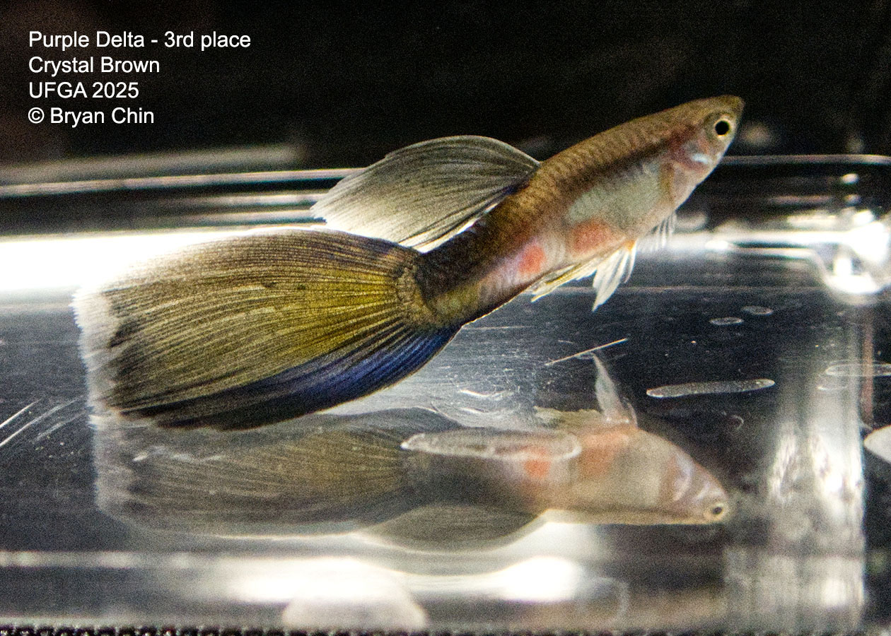 Guppy Purple